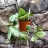 Kép 4/8 - Scindapsus Silvery Ann