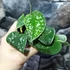 Kép 2/6 - Scindapsus pictus argyraeus