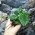 Kép 3/6 - Scindapsus pictus argyraeus