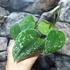 Kép 6/6 - Scindapsus pictus argyraeus
