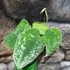 Kép 4/6 - Scindapsus pictus argyraeus