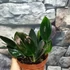 Kép 2/8 - Scindapsus treubii 'Dark Form'