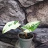 Kép 1/7 - Syngonium podophyllum Albo Variegata
