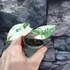 Kép 2/7 - Syngonium podophyllum Albo Variegata