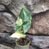 Kép 3/7 - Syngonium podophyllum Albo Variegata