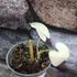 Kép 4/7 - Syngonium podophyllum Albo Variegata