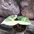 Kép 6/7 - Syngonium podophyllum Albo Variegata