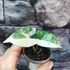Kép 7/7 - Syngonium podophyllum Albo Variegata
