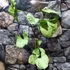 Kép 6/20 - Syngonium Hungarian White