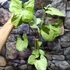 Kép 3/20 - Syngonium Hungarian White