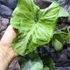 Kép 4/20 - Syngonium Hungarian White