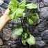 Kép 5/20 - Syngonium Hungarian White