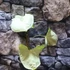 Kép 7/20 - Syngonium Hungarian White