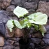 Kép 1/20 - Syngonium Hungarian White