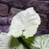 Kép 17/20 - Syngonium Hungarian White