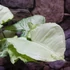 Kép 18/20 - Syngonium Hungarian White