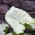 Kép 19/20 - Syngonium Hungarian White