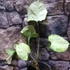 Kép 20/20 - Syngonium Hungarian White