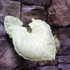 Kép 9/20 - Syngonium Hungarian White