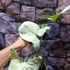 Kép 12/20 - Syngonium Hungarian White