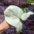 Kép 10/20 - Syngonium Hungarian White