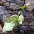 Kép 13/20 - Syngonium Hungarian White