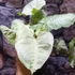 Kép 15/20 - Syngonium Hungarian White