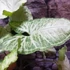 Kép 16/20 - Syngonium Hungarian White