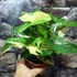 Kép 2/9 - Syngonium podophyllum Albo variegata