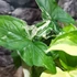 Kép 4/9 - Syngonium podophyllum Albo variegata