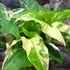 Kép 3/9 - Syngonium podophyllum Albo variegata