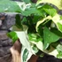Kép 6/9 - Syngonium podophyllum Albo variegata