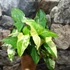 Kép 7/9 - Syngonium podophyllum Albo variegata