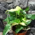Kép 5/9 - Syngonium podophyllum Albo variegata