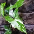 Kép 8/9 - Syngonium podophyllum Albo variegata