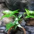 Kép 9/9 - Syngonium podophyllum Albo variegata