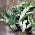 Kép 1/9 - Syngonium podophyllum Albo variegata