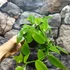 Kép 12/12 - Vanilla Planifolia / Vanília orchidea