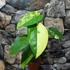 Kép 1/22 - Syngonium chiapense variegata