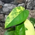 Kép 3/22 - Syngonium chiapense variegata