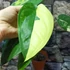 Kép 2/22 - Syngonium chiapense variegata