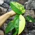 Kép 5/22 - Syngonium chiapense variegata