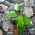 Kép 14/22 - Syngonium chiapense variegata