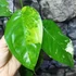 Kép 15/22 - Syngonium chiapense variegata