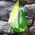 Kép 7/22 - Syngonium chiapense variegata