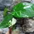 Kép 18/22 - Syngonium chiapense variegata