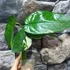 Kép 19/22 - Syngonium chiapense variegata