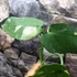 Kép 20/22 - Syngonium chiapense variegata