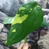 Kép 9/22 - Syngonium chiapense variegata