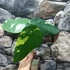 Kép 21/22 - Syngonium chiapense variegata